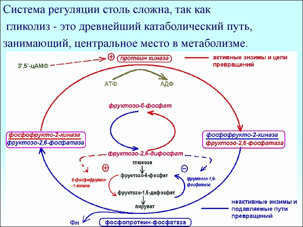 Схема регуляции гликолиза и глюконеогенеза