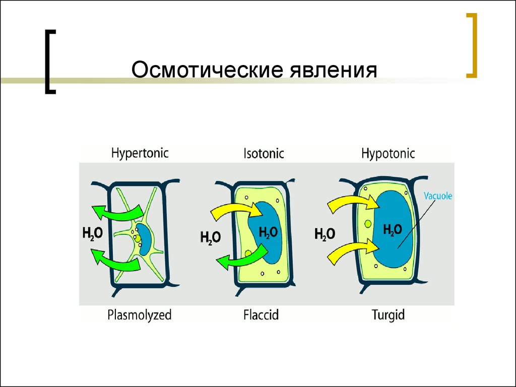 Тургор клетки растения. Осмотические явления. Остиотические явления. Осмотические явления в клетке. Осмос в клетке растений.