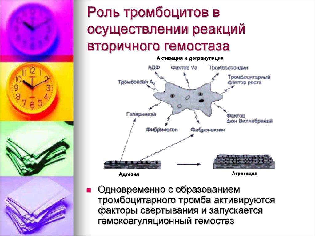 17 роль. Функции тромбоцитов в системе гемостаза. Факторы гемостаза тромбоцитов. Основные функции тромбоцитов в системе гемостаза. Функции тромбоцитов в гемостазе.