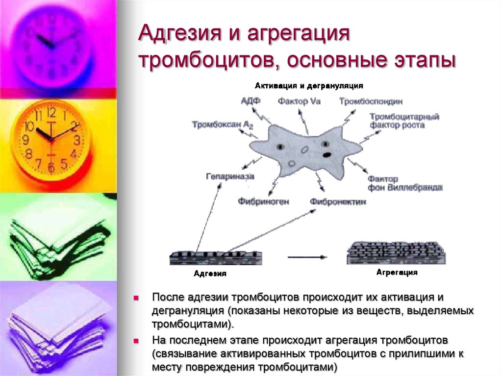 Адгезия в медицине. Агрегация и адгезивность тромбоцитов. Факторы способствующие адгезии тромбоцитов. Адгезия и агрегация тромбоцитов. Адгезия активация агрегация тромбоцитов.