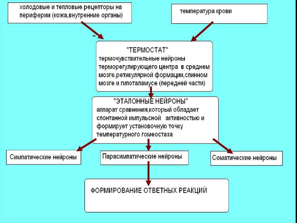 Обмен веществ при лихорадке