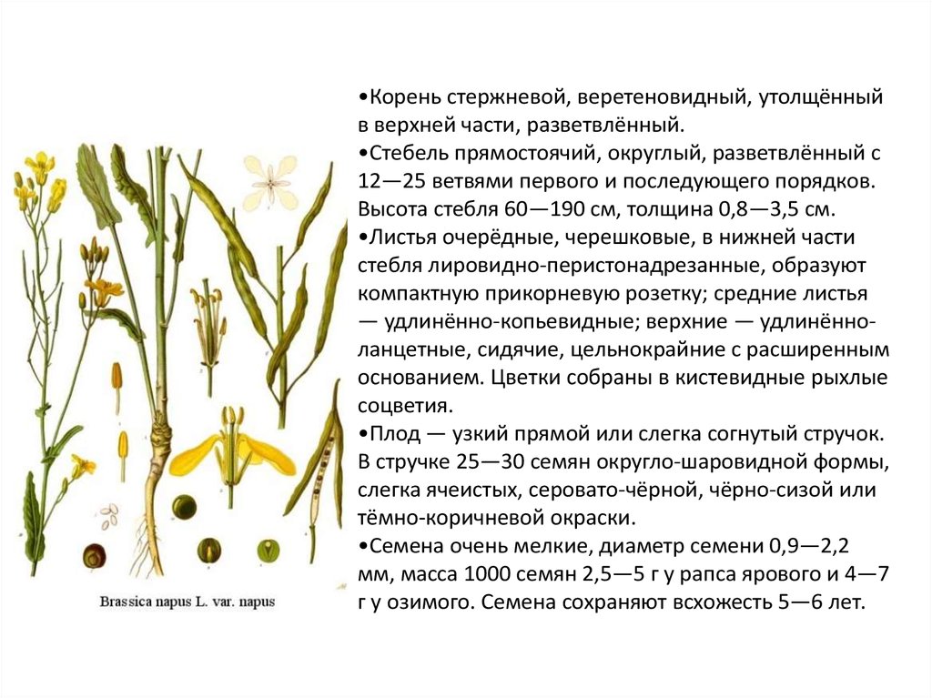 Презентация на тему масличные культуры