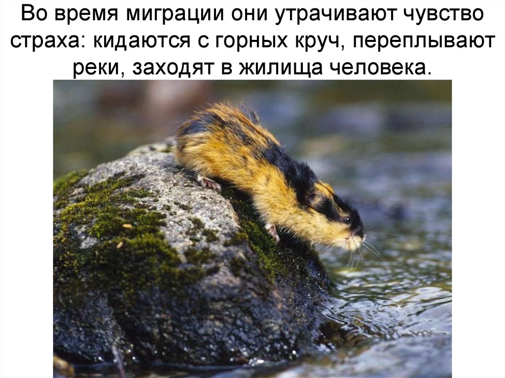 Во время миграции они утрачивают чувство страха: кидаются с горных круч, переплывают реки, заходят в жилища человека.