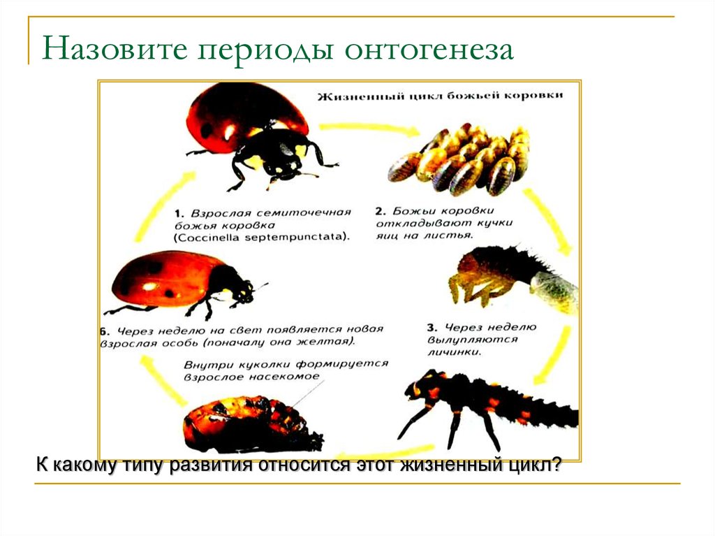 Типы онтогенеза