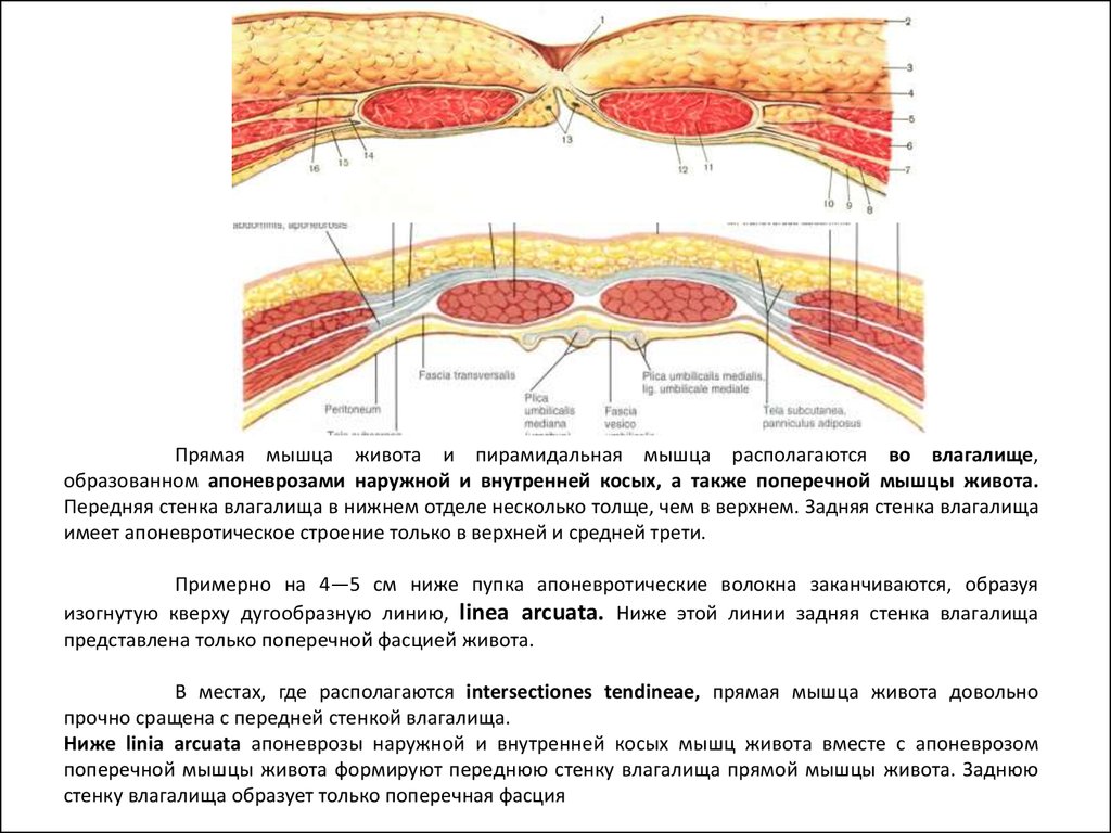 Фасция это. Передняя стенка влагалища прямой мышцы живота. Сухожильное влагалище прямой мышцы живота. Пластинки влагалища прямой мышцы живота. Строение передней стенки прямой мышцы.