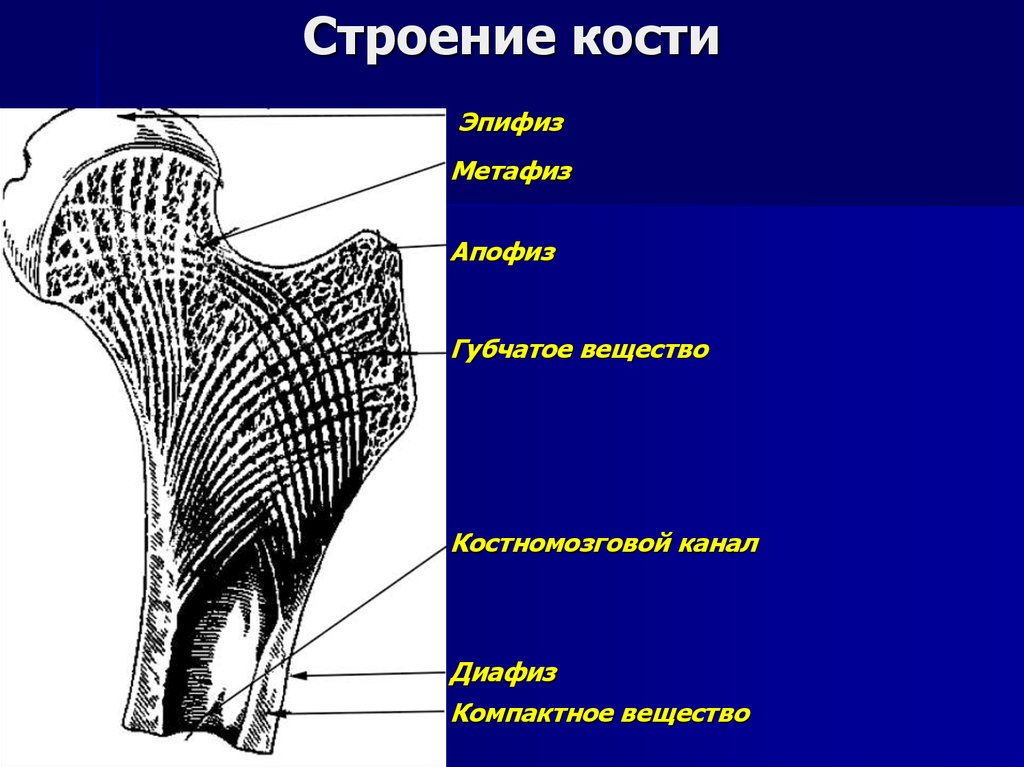 Канал кости. Трубчатая кость строение Апофиз. Эпифиз диафиз метафиз Апофиз. Строение апофиза. Апофиз это анатомия.