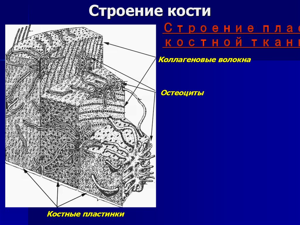 Строение 20. Строение пластинчатой кости. Строение пластинчатой костной ткани. Пластинчатая костная ткань анатомия. Пластинчатая структура.