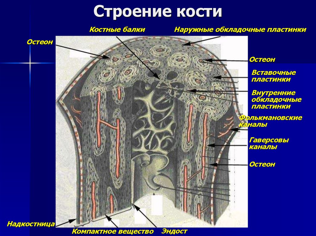 Костные пластинки. Строение костной балки. Наружная пластинка кости. Эндост и периост. Строение внутренней пластинки кости.