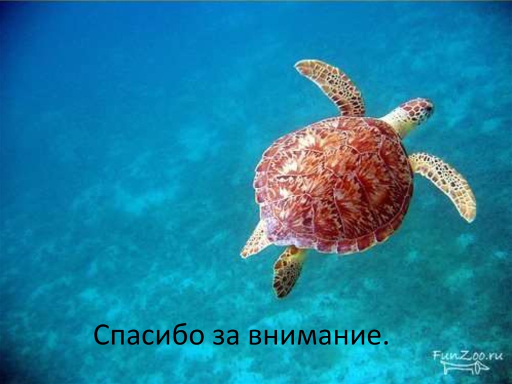 Спасибо за внимание.