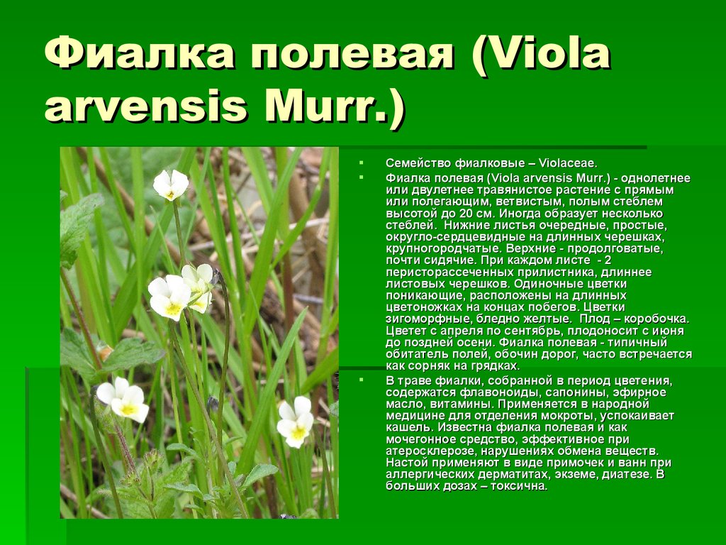 Фиалка полевая (Viola arvensis Murr.)