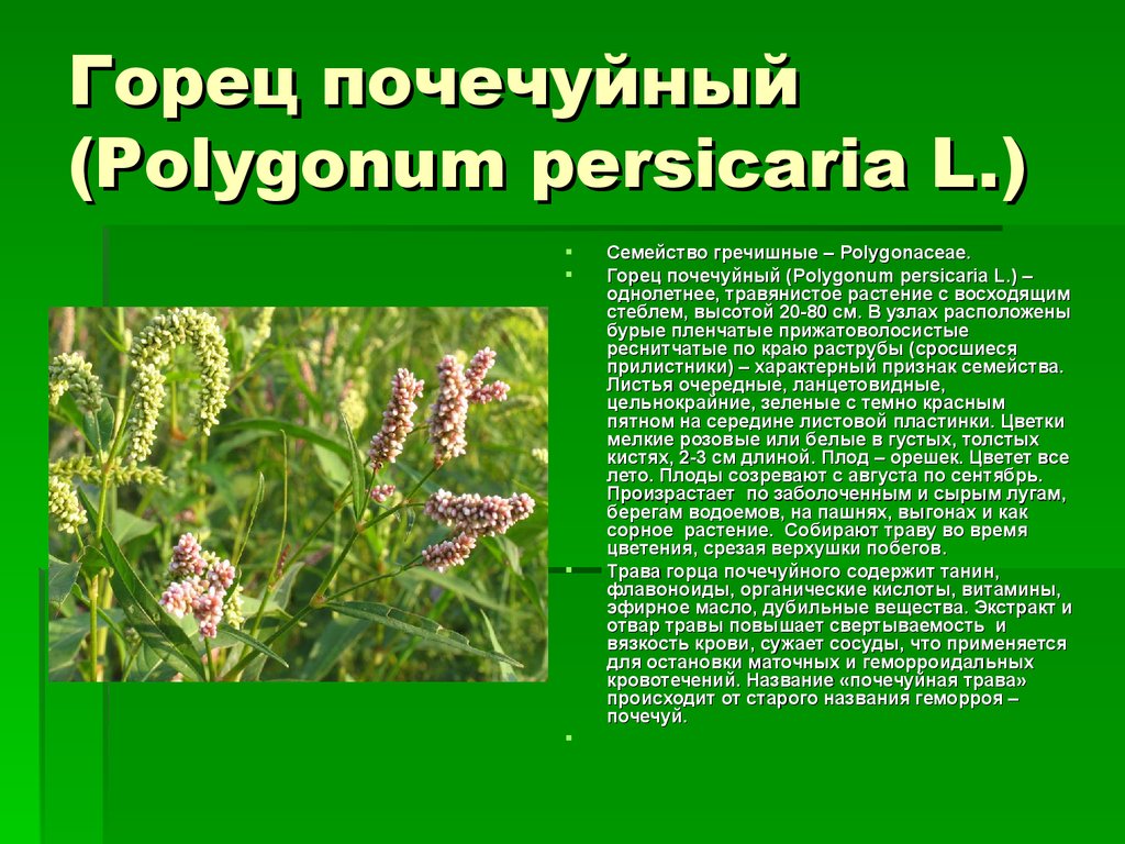 Горец почечуйный (Polygonum persicaria L.)