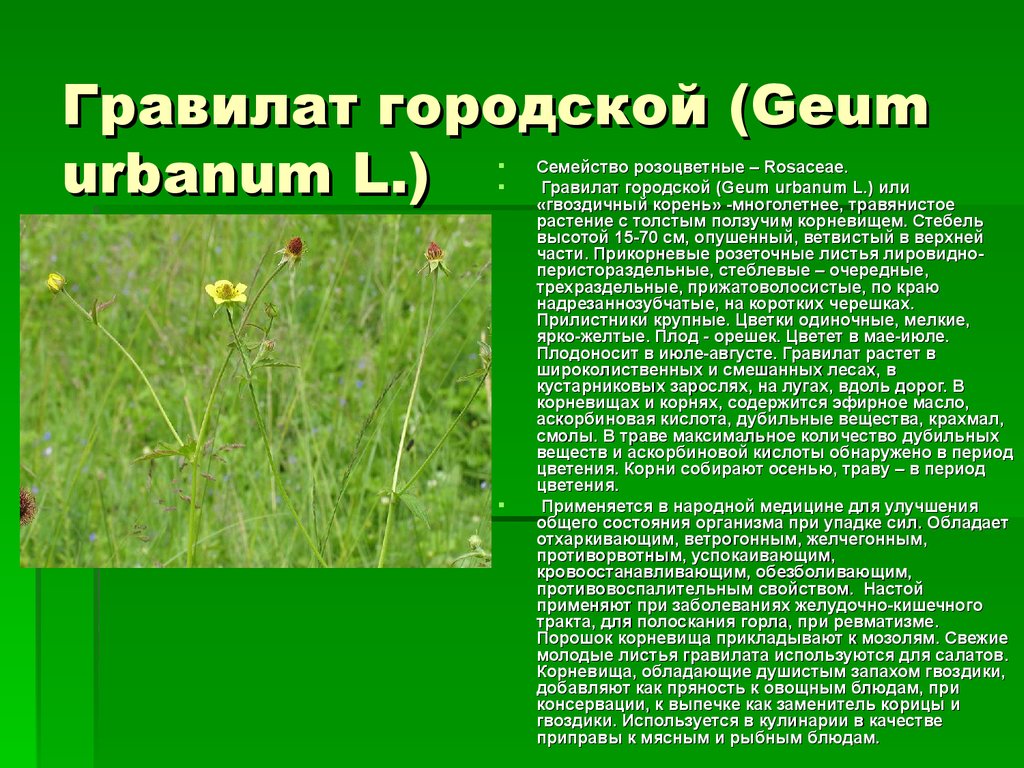 Гравилат городской фото растения и описание