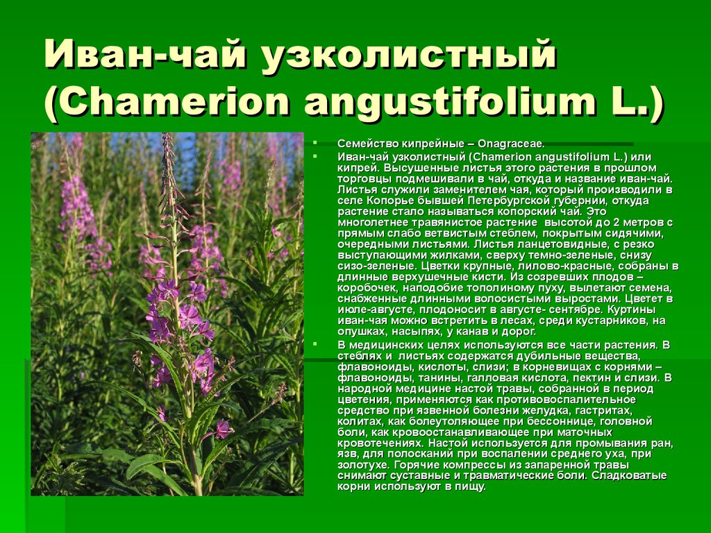 Лекарственные растения иркутской области. Кипрея узколистного трава. Кипрей узколистный морфология.
