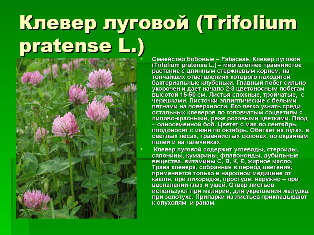 Клевер луговой (Trifolium pratense L.)