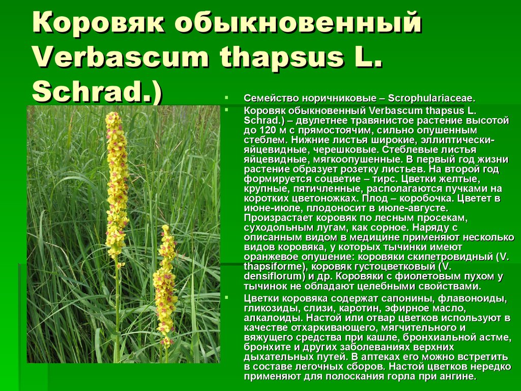 Коровяк обыкновенный Verbascum thapsus L. Schrad.)