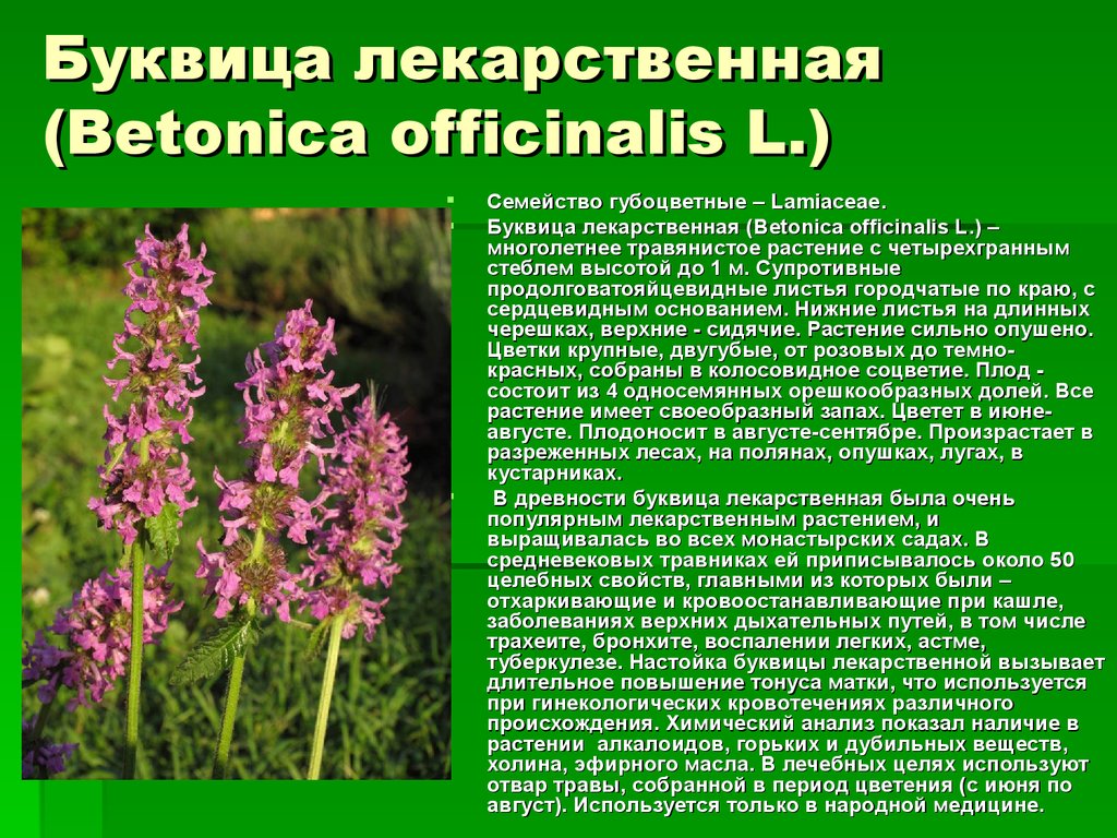 Лекарственные растения иркутской области. Буквица Бетоника Betonica officinalis. Буквица лекарственная семейство. Лекартсвенныерастения. Лекарственные растения описание.