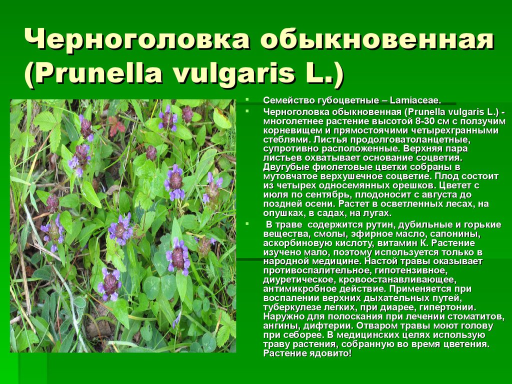 Лекарственные травы описание растение. Черноголовка Прунелла обыкновенная. Лекарственные растения. Лечебные растения. Лекарственные растения описание.
