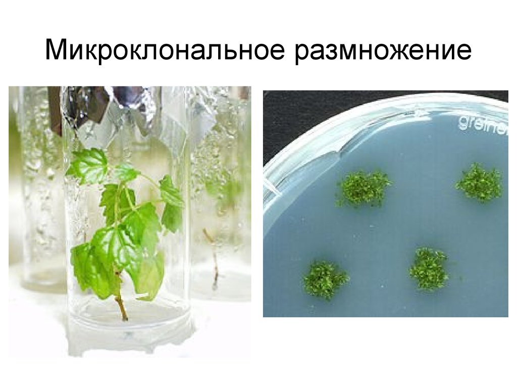 Схема микроклонального размножения растений