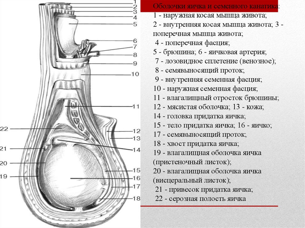 Как называют яйца мужчины. Схема строения оболочек яичка. Строение яичка оболочки. Формирование оболочек яичка топографическая анатомия. Послойное строение мошонки.