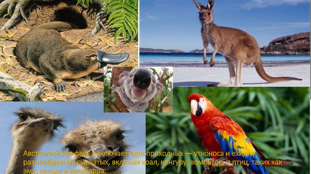 Австралийская фауна включает однопроходных — утконоса и ехидну, разнообразных сумчатых, включая коал, кенгуру, вомбатов, и птиц, таких как 