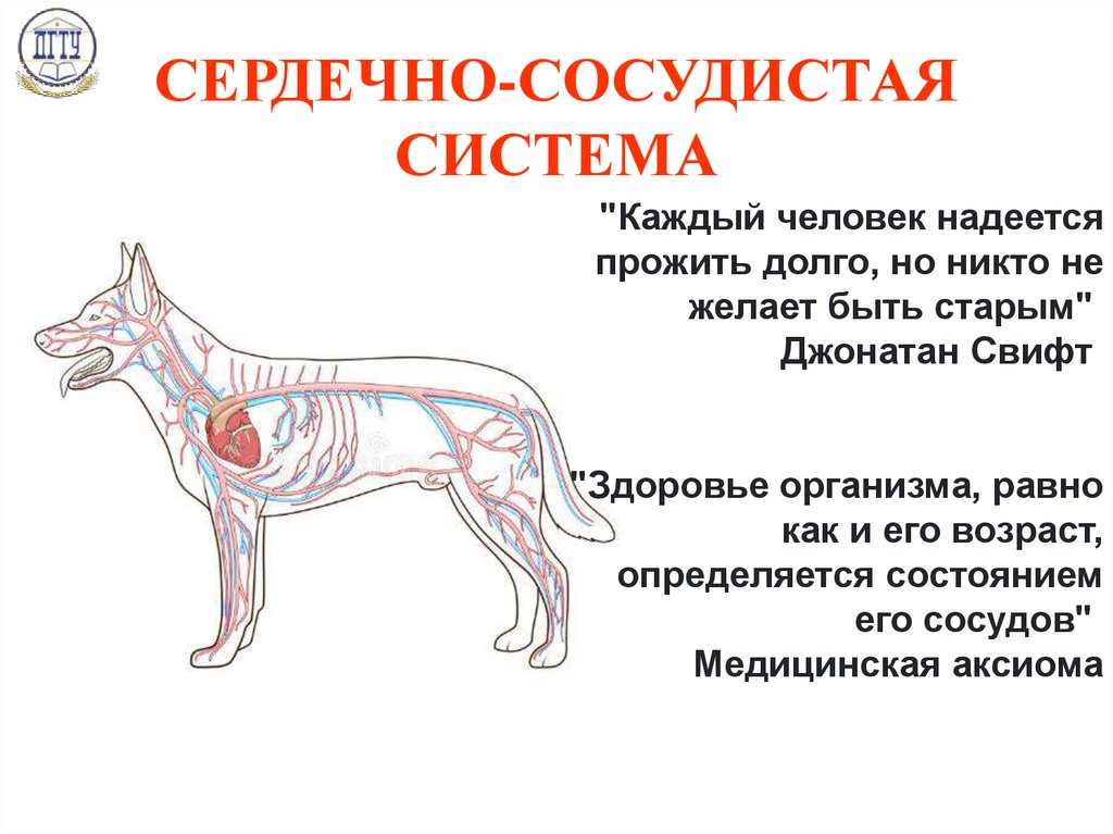 Частое дыхание у собаки в покое. Сердечно-сосудистая система кошки анатомия. Сердечно сосудистая система животных анатомия. Структуры сердечно сосудистой системы собаки. Функции кровеносной системы у собаки.