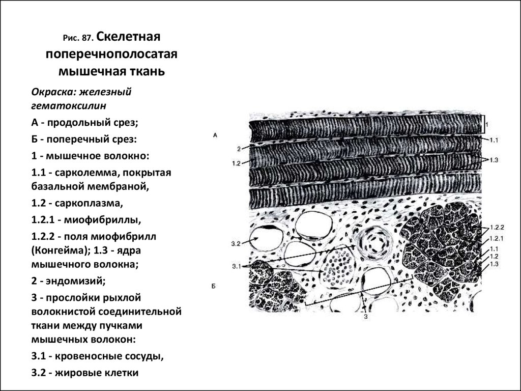 Поперечнополосатая скелетная мышечная ткань схема
