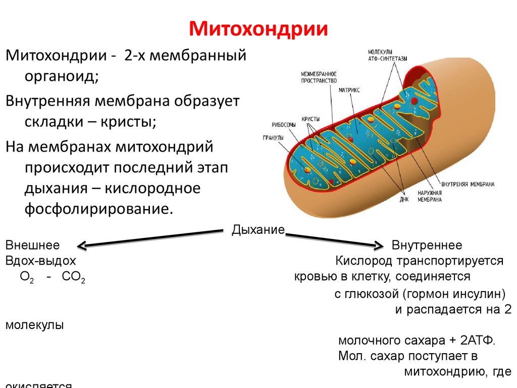 Что такое митохондрии простыми словами у человека. Функции внутренней мембраны митохондрий. Митохондрии строение органоида. Мембрана митохондрий функции. Структура клетки митохондрии.