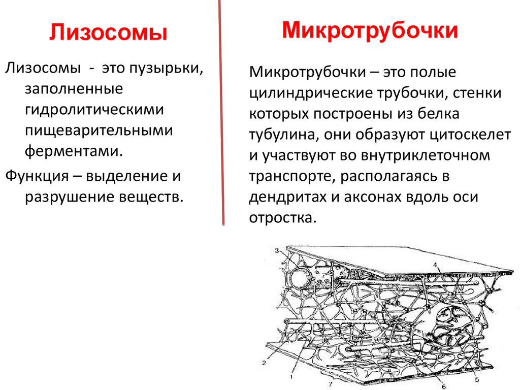 Цитоскелет строение