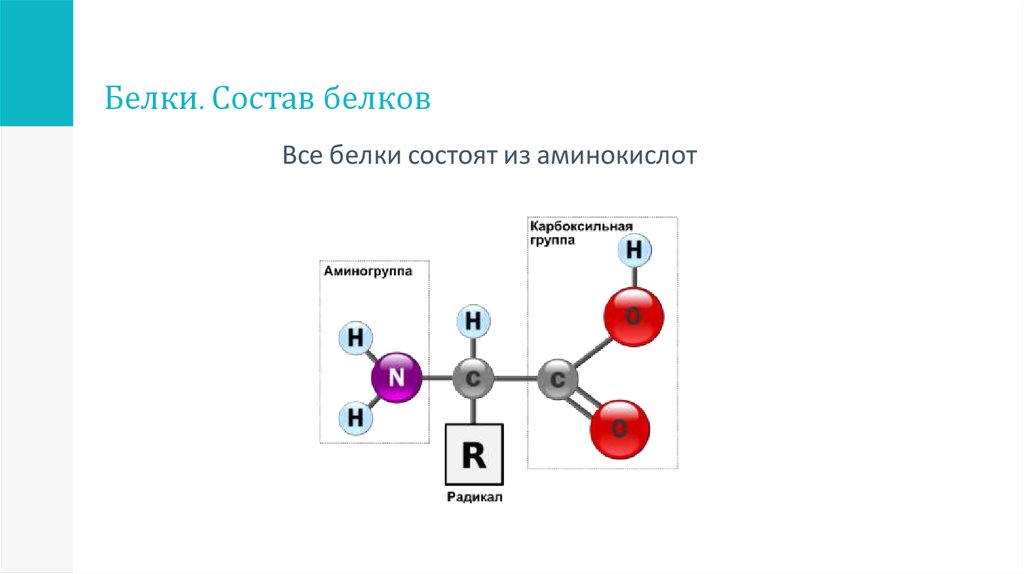 3 белки состоят из. Аминокислоты белка схема. Состав белков химия. Элементы в составе белков. Схема состава белка белок аминокислоты.