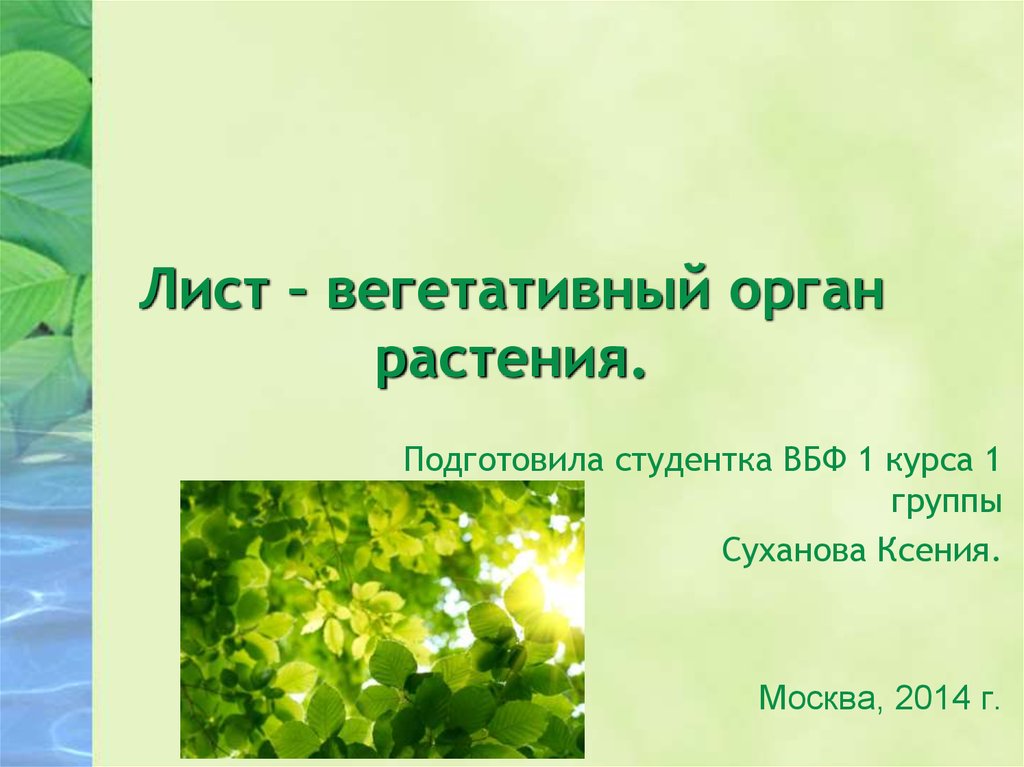 Лист это вегетативный. Лист орган растения. Вегетативные листья. Лист вегетативный орган. Лист как вегетативный орган растения.