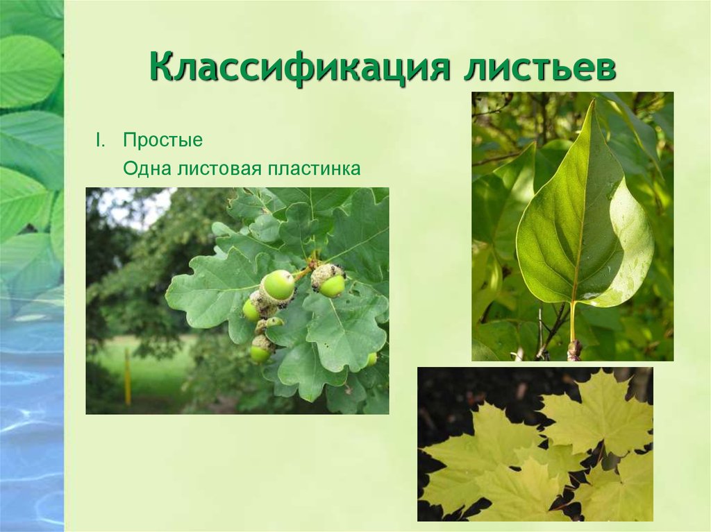 Лист это вегетативный. Классификация листа. Классификация листьев. Лист классификация листьев. Принципы классификации листьев.