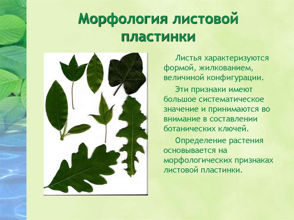 Линейная форма листьев. Морфология листовой пластинки черешка прилистников. Рассеченности листовой пластинки. Характеристика листа. Лист морфология листа.