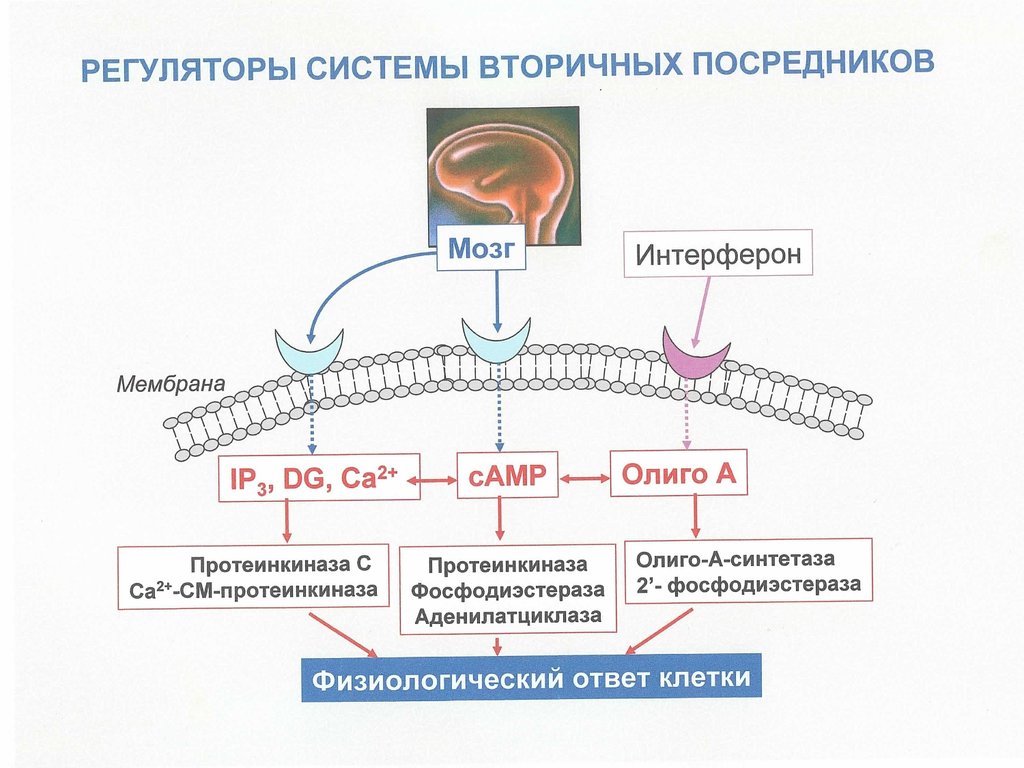 Вторичное расширение