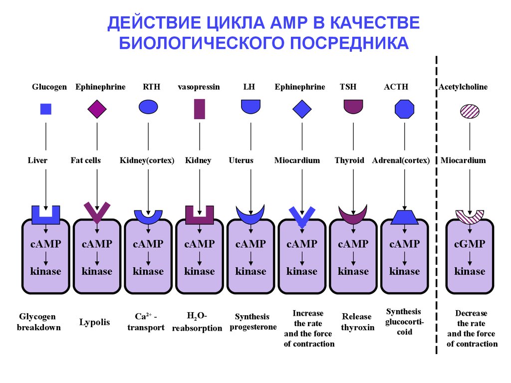 R t h. Цикл действия. АМР-Imp цикл. Цикл действия Хаббард.