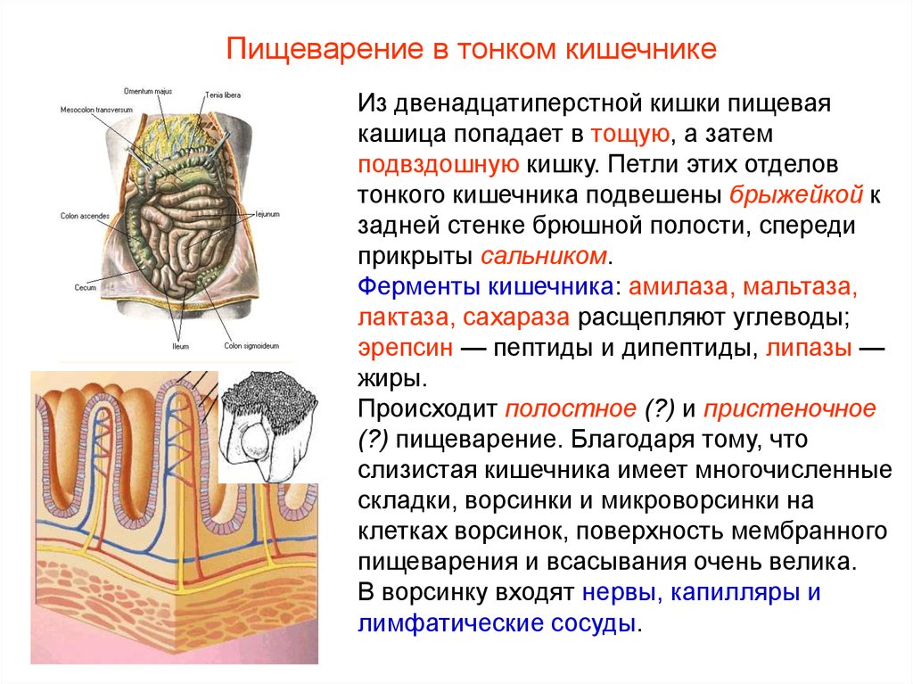 Пищеварительная система - презентация онлайн