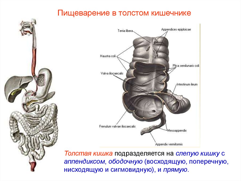 Пищеварение в кишечнике презентация