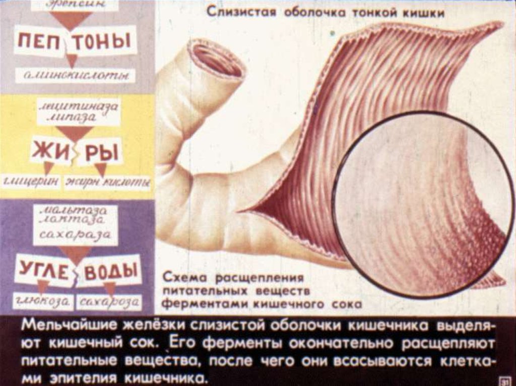 Пищеварительная система - презентация онлайн
