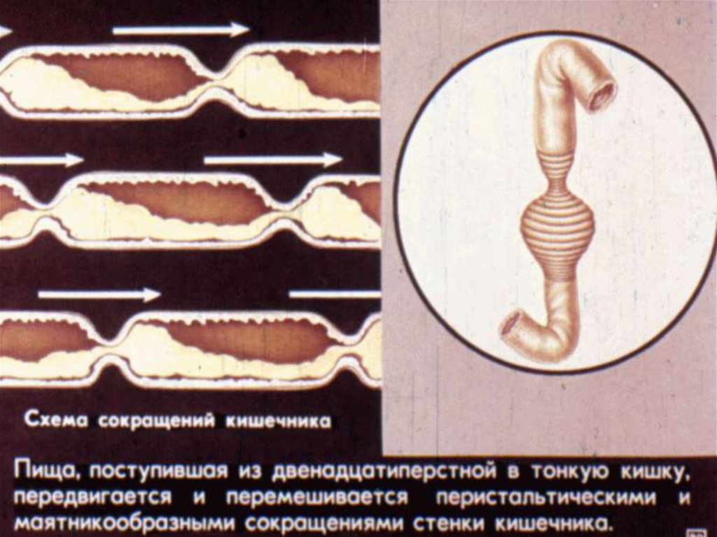 Волнообразные сокращения стенок кишечника. Движение пищи по кишечнику. Передвижение пищи по кишечнику. Схемы сокращений кишечника.