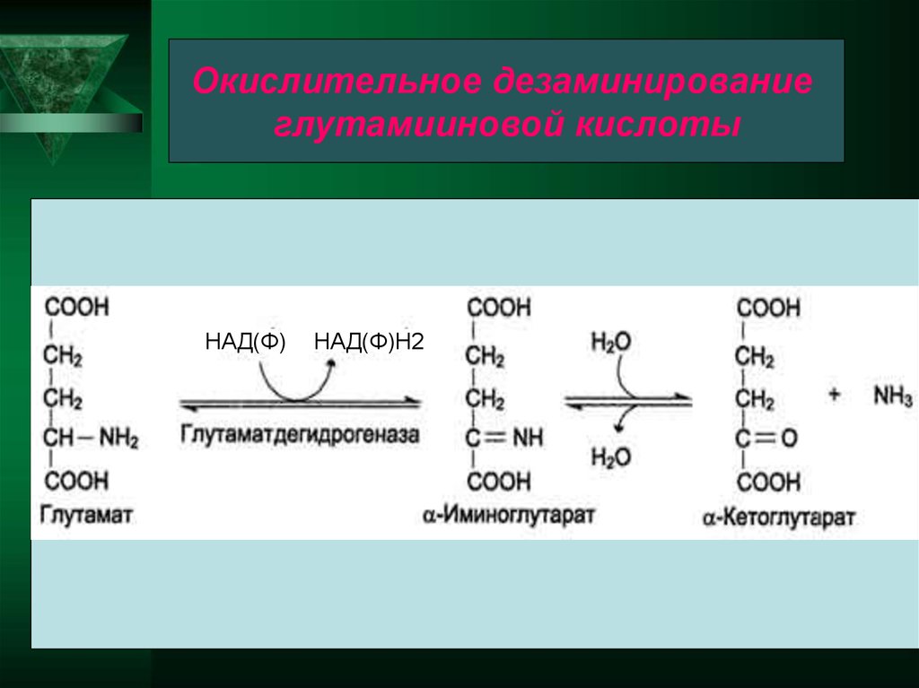 Над ф. Непрямое дезаминирование глутамата. Окислительное дезаминирование. Окислительное дезаминирование Серина. Синтез глутамата из а-кетоглутарата.