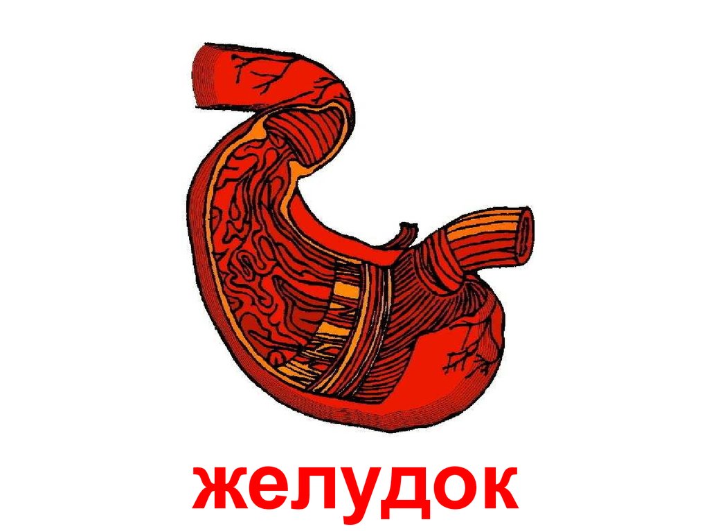 Желудок рисунок. Желудок картинка.