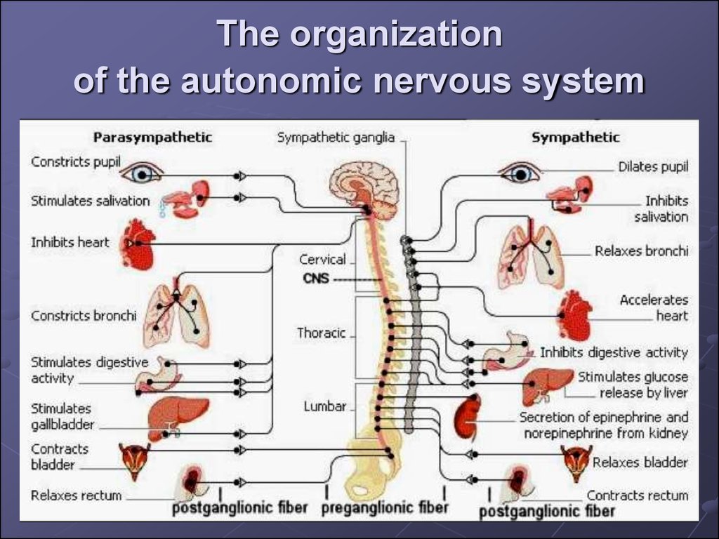 Functions Of Autonomic Nervous System 