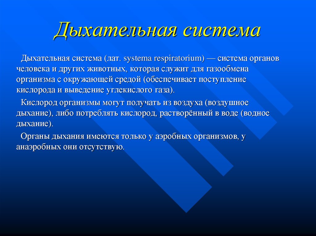 Дыхание вывод. Органы дыхания вывод. Вывод по дыхательной системе. Вывод строение дыхательной системы. Вывод по дыхательной системе человека.