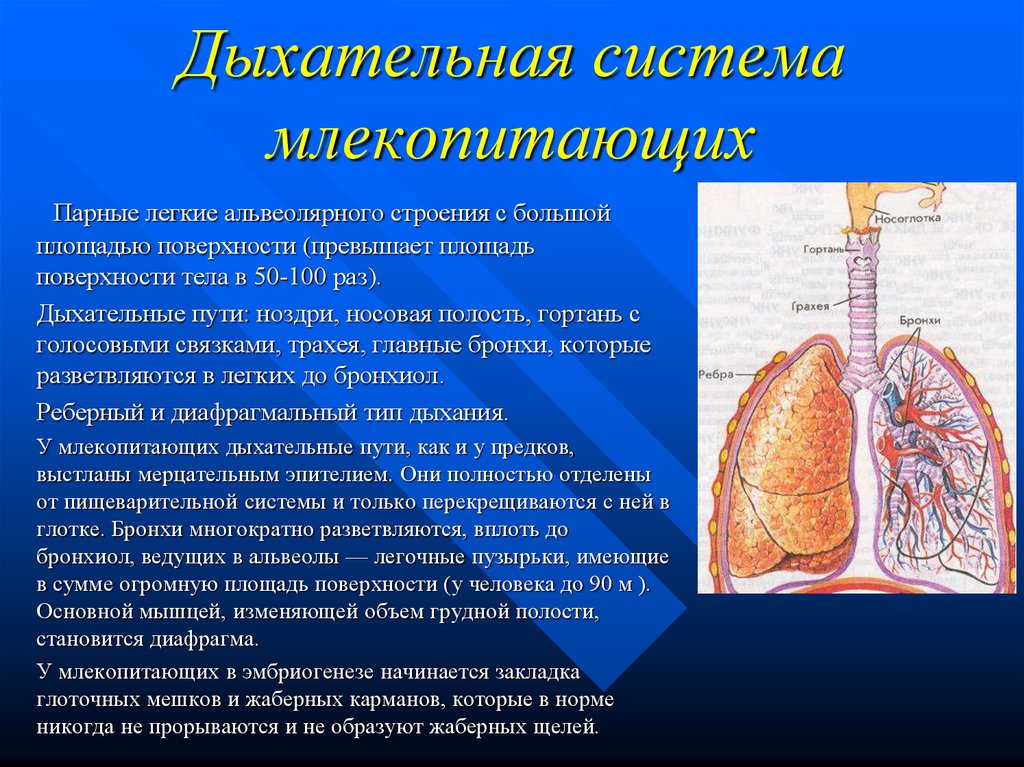 Дыхательная система млекопитающих картинка