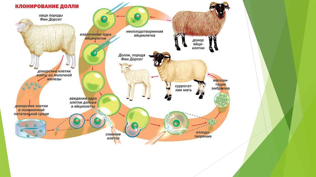 Схема клонирования овечки долли