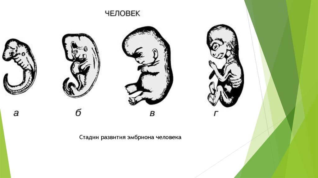 7 дневный зародыш рисунок