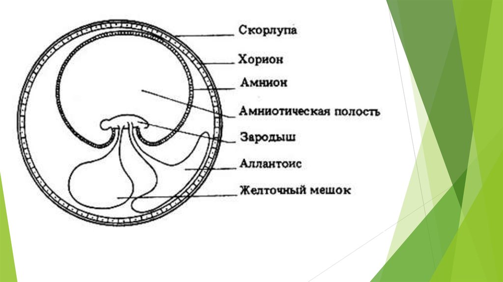 Рисунок эмбриона с подписями