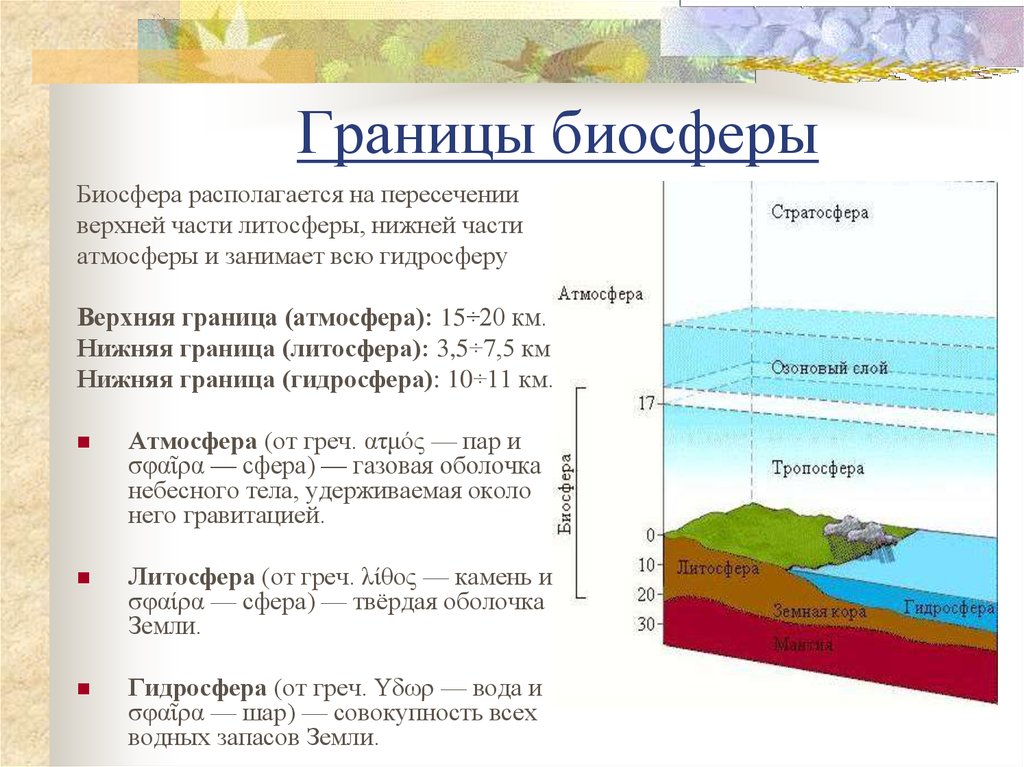 Из чего состоит биосфера схема