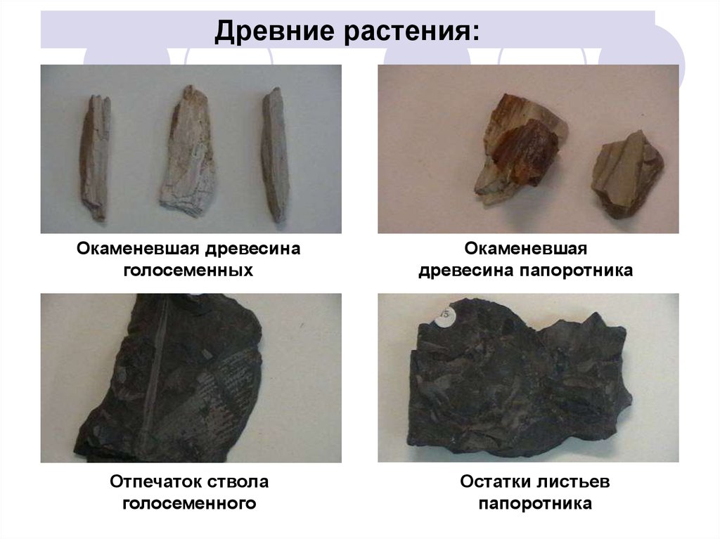 Окаменевшая дочь тантала 5. Окаменевший зуб бизона. Закаменела или окаменела.