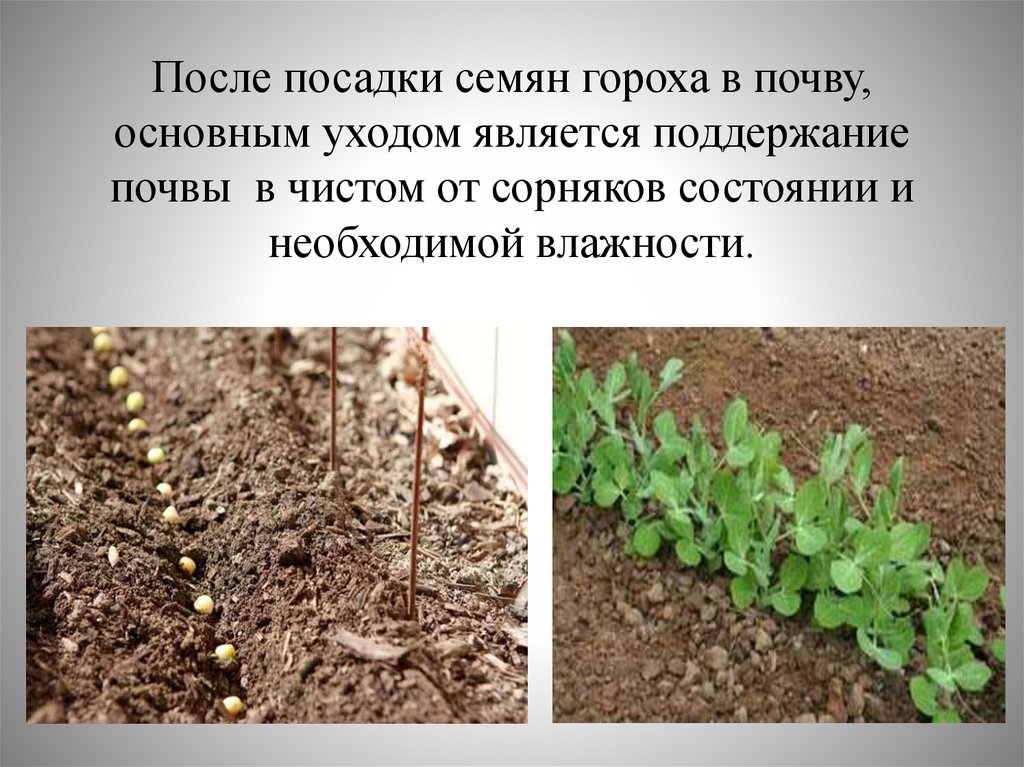 Когда сеют горох весной. Этапы посадки семян. Посев семян гороха. Посадка семян в почву. Семена гороха для посадки.