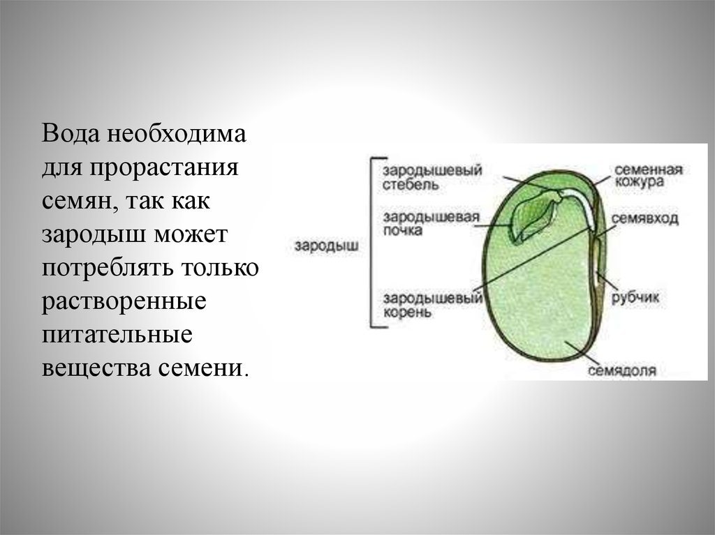 Семя гороха рисунок. Питательные вещества в семени. Вода необходима для прорастания семени так как. Строение семени гороха. Зародыш семени гороха.